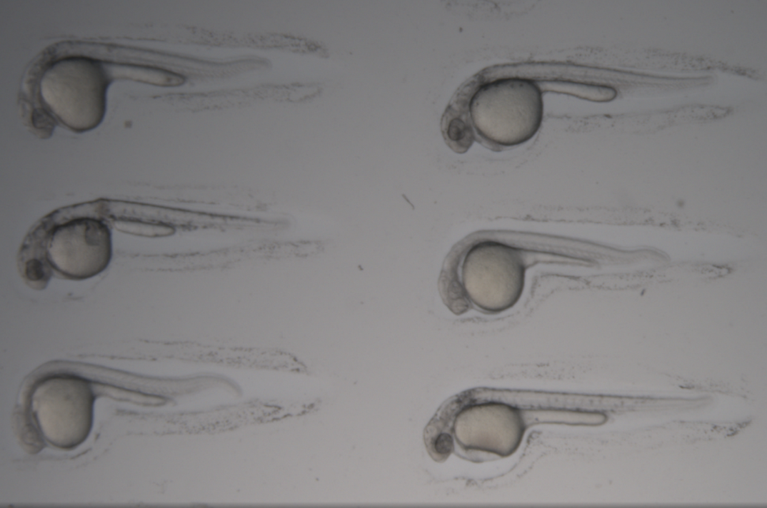 zebrafish embryo drawing